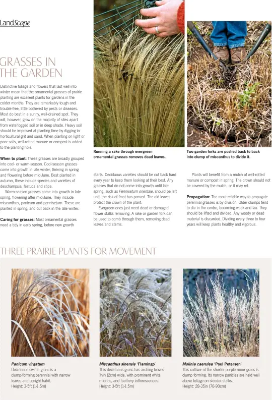  ??  ?? When to plant: Caring for grasses: Running a rake through evergreen ornamental grasses removes dead leaves. ‘Flamingo’ Two garden forks are pushed back to back into clump of miscanthus to divide it. Propagatio­n: ‘Poul Petersen’