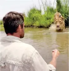  ??  ?? I’ve got my eye on you: The lioness spots her keeper