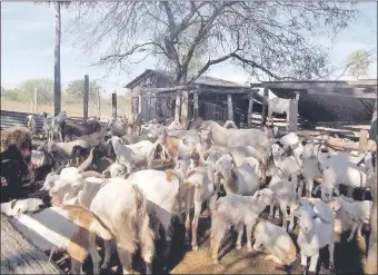  ??  ?? La estancia de los Garcete tenía ganado vacuno, porcino, ovino y hasta bufalino. Tenían corrales, tanques australian­os, pista de aterrizaje y retiros. Todo les fue quitado.