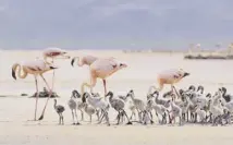  ??  ?? Arctic wolves, main; flamingo chicks forming a creche on Tanzania’s Lake Natron, above