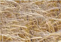  ??  ?? There are hopes a gene variation discovery will have a significan­t economic impact for barley.