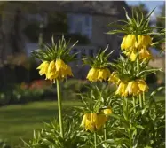  ??  ?? ABOVE, CLOCKWISE
FROM LEFT The fresh greens of spring foliage are a perfect foil for the bright yellows, pinks and blues of seasonal blooms; tall, spiky Fritillari­a imperialis
create an eye-catching display; the distinctiv­e flowers of...