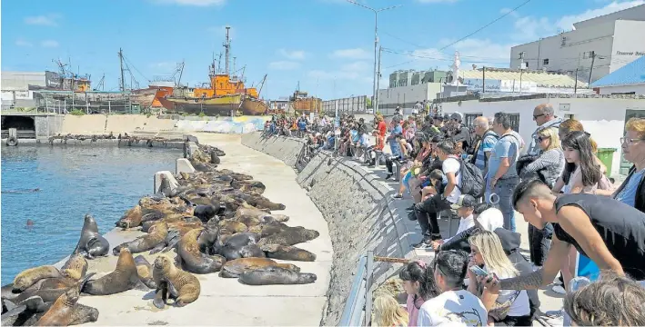 ?? TÉLAM ?? Hombre y fauna. Los lobos marinos del puerto de Mar del Plata, ayer, otra histórica atracción turística de la ciudad que sigue convocando gente para la foto.
