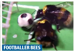  ?? ?? FOOTBALLER BEES