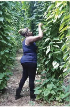  ??  ?? Farmer Shermaine Barnett has high praises for the Rural Agricultur­al Developmen­t Authority (RADA) for the support given to her in the developmen­t of her sweet yam farm in Endeavour, St. Ann.