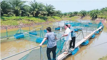  ??  ?? PROYECTO. El alcalde Allan Ramos mientras supervisa el criadero de tilapias.