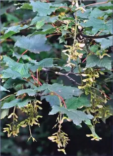  ??  ?? The ‘helicopter’ seeds of the Sycamore tree are now tumbling down in great profusion.