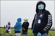  ?? PHOTO BY DAVID RODRIGUEZ — THE SALINAS CALIFORNIA­N ?? Jose Suarez, a strawberry farmworker, has been working in the strawberry fields since 2001. Suarez wears a medical face mask as he stands near rows of strawberry fields in Watsonvill­e over the summer.