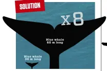  ??  ?? SOLUTION A 60-m-long blue whale needs an eight times bigger tail fin than a blue whale of 30 m to generate sufficient propulsion.