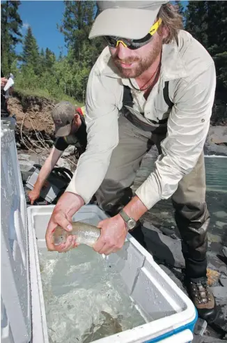  ?? Photos: Gavin Young/calgary Herald ?? Sheamus Cristidis works to transfer fish for transporta­tion along the Cascade River near Banff on Thursday. Several species of fish were left stranded by flood waters from June, including some found in trees.