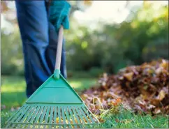  ?? METRO IMAGE ?? Raking the leaves is one of the standard fall duties in your yard, but there are plenty of other things to do to prepare for winter, too, such as spraying evergreen trees, planting bulbs, adding compost, take steps to keep deer away and don’t forget...