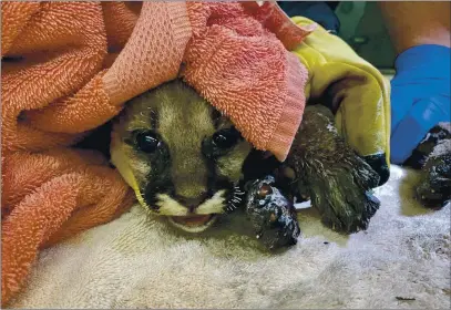  ?? PHOTOS COURTESY OF THE OAKLAND ZOO ?? A young mountain lion cub, judged to be less than 2 months old, was rescued by firefighte­rs from the Zogg fire. The orphaned cub suffered burns to his paws but is expected to survive.