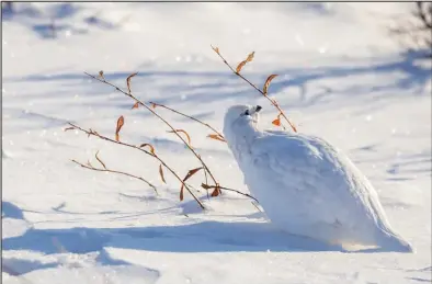  ?? Photo by Kate Persons ?? WILLOWS— Willow Ptarmigan are aptly named because willows provide both their main food and their breeding habitat. The willow ptarmigan’s bill is sturdy and wide with a sharp cutting edge for snipping willow stems, buds, leaves and catkins.