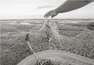  ?? Elizabeth Conley / Houston Chronicle ?? Texas Parks and Wildlife intern Mathew Dove works on a gill net in shallow waters on Matagorda Bay to conduct a fish count.