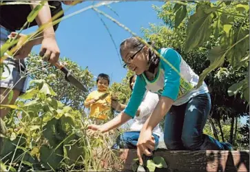  ?? Gary Friedman Los Angeles Times ?? LITZI REYES, 12, works in Bell Gardens Intermedia­te School’s garden plot. The southeast L.A. County city has high rates of obesity and diabetes, and residents have limited access to healthful food options.