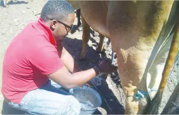  ??  ?? Farm boy… Keynote milking a cow at their village.