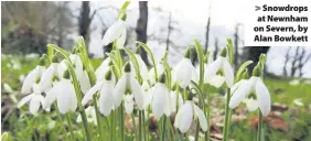  ??  ?? Snowdrops at Newnham on Severn, by Alan Bowkett