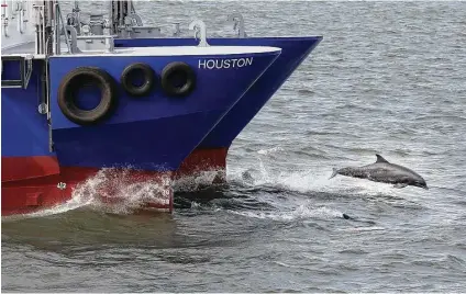  ?? Steve Gonzales photos / Houston Chronicle ?? One of the new twin-hull Port of Houston pilot boats has an escort as it heads toward the Gulf of Mexico.