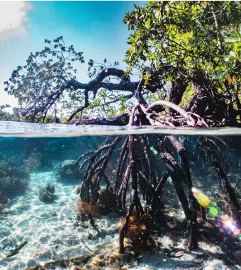  ??  ?? Les mangroves couvrent environ 15 millions d’hectares dans le monde.