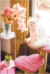  ?? JESSICA PORTILLO ?? These “sweetheart mini scratchers” from Hollywood Kitty Co. match the owner’s pink decor.