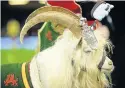  ??  ?? > The Royal Welsh Goat, Fusilier Llywelyn