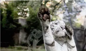  ??  ?? No ‘feline’ too great: Cleo, a female white tiger, jumping on the safety glass of her enclosure. — AP