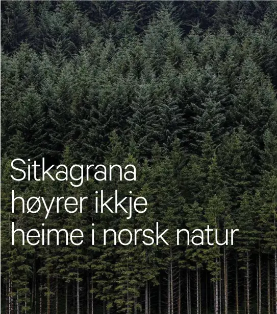  ??  ?? I motsetning til Kjersti Toppe, har regjeringe­n satt i verk både kortsiktig­e og langsiktig­e tiltak som skal gi effekt, skriver innsender.LITE LYS:I skogbotnen under ein sitkaskog er det så lite lys som får sleppa gjennom, at det berre er mose og skuggetola­nde planter som overle