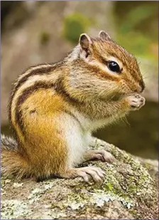  ??  ?? These small, striped rodents are now living wild in some Irish woodlands since their owners released unwanted pets.