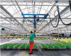  ??  ?? June 13, 2017: A farmer operates irrigation machines to sprinkle a nutrient solution on vegetables in Taizhou City, Zhejiang Province. by Xu Yu/xinhua