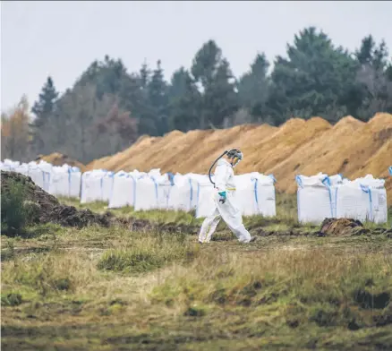  ??  ?? Die Kadaver der getöteten Nerze müssen in Dänemark auf Militärgel­änden entsorgt werden.