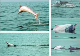  ?? PHOTOS BY XU ZHIGAN AND ZENG KAIHONG / FOR CHINA DAILY ?? With bettering protection measures, the number of Chinese white dolphins in Sanniang Bay of Guangxi Zhuang autonomous region has increased from 100 in 2006 to around 230 today.