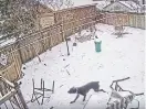  ??  ?? Screengrab­s from a video show Sprocket escaping a tree felled by the ice storm in East York on Sunday evening.