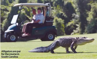  ??  ?? Alligators are par for the course in South Carolina