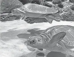  ?? ODYSEA AQUARIUM ?? Teddy and Pow Pow are OdySea Aquarium’s two newest residents, Kemp’s ridley sea turtles, which were flown in from Orlando, Fla.