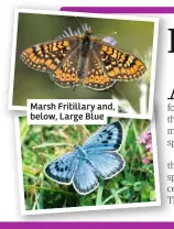  ??  ?? Marsh Fritillary and, below, Large Blue