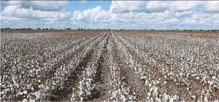  ?? ?? Cotton growing in Victoria, texas. during a normal growing year, the tops of the plant would be full of cotton. this year’s harvest had bottom-heavy cotton plants but the tops of the plants were shrivelled. — photos: tns