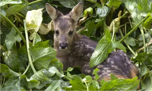  ??  ?? Recinzioni per salvaguard­are la fauna? Valutazion­i in corso