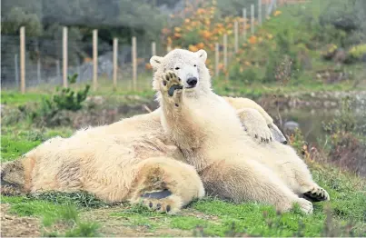  ??  ?? GIMME FIVE: Hamish and his friends at the Highland Wildlife Park get through over £1,000 of food a month