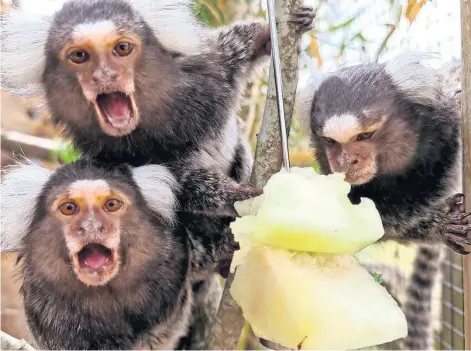  ?? ?? CRAMPED: Mama, Mila and Mycroft have moved into Fife Zoo after being found in a parrot cage, pictured below.