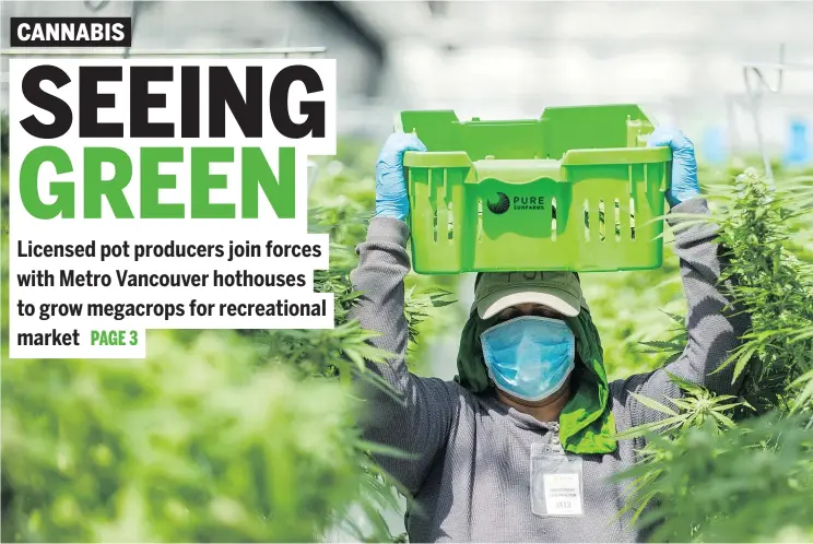  ?? ARLEN REDEKOP/PNG ?? A worker carries a basket through the massive 10-hectare Pure Sunfarms greenhouse in Delta, where cannabis production has replaced tomatoes.