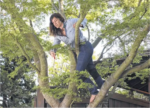  ?? Maya Blum Photograph­y ?? Leslie Buck honed her pruning skills while taking part in a three-month horticultu­ral apprentice­ship with some of the most-respected gardeners in Japan.