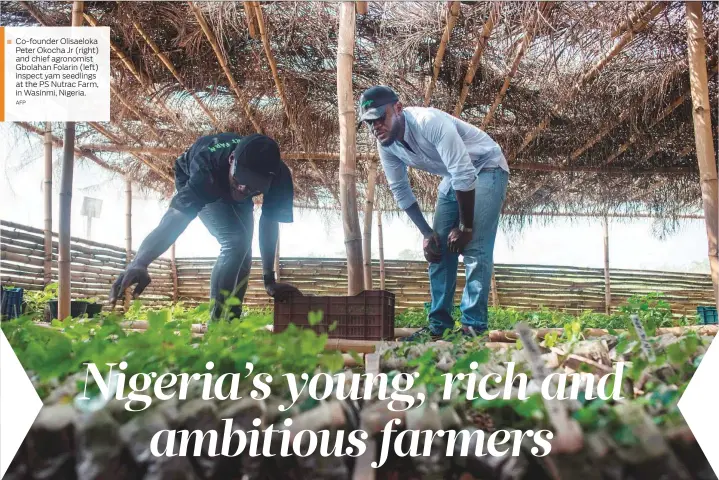  ?? AFP ?? Co-founder Olisaeloka Peter Okocha Jr (right) and chief agronomist Gbolahan Folarin (left) inspect yam seedlings at the PS Nutrac Farm, in Wasinmi, Nigeria.