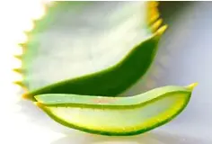  ??  ?? Aloe vera provides amazing healing properties when taken orally, especially for indigestio­n.