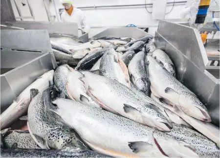  ?? DARREN STONE, TIMES COLONIST ?? Atlantic salmon are inspected at Marine Harvest Canada’s processing plant in Port Hardy.