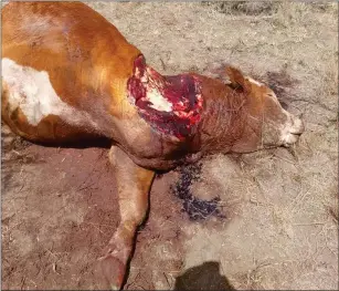  ?? ?? Animal cruelty… Farmers in both Omaheke and Otjozondju­pa regions are grappling with rising cattle theft and animal cruelty.