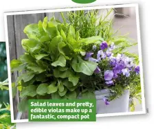  ??  ?? Salad leaves and pre y, edible violas make up a fantastic, compact pot