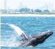  ?? Foto: Artie Raslich/Gotham Whale/dpa ?? Ein Buckelwal schwimmt vor New York.