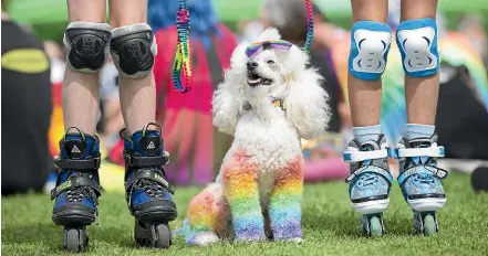  ?? ROSS GIBLIN/STUFF ?? Thorin the toy poodle sits quietly between skaters Abi Tucker, 10, and Imogen McClymont, 10, at Pooches in the Park at Waitangi Park, Te Aro, on Saturday. Thorin’s owner, Lee Sheridan, went on to win the people’s choice award. Pooches in the Park is one of more than 100 events at this year’s Wellington Pride Festival.