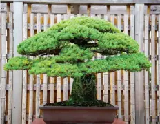  ?? CALLA KESSLER/WASHINGTON POST ?? Bonsai can live for a long time, including this 400-year-old tree at the National Bonsai and Penjing Museum.