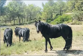  ?? DIPUTACIÓN DE BARCELONA ?? Los ponis después del largo traslado a su nueva casa